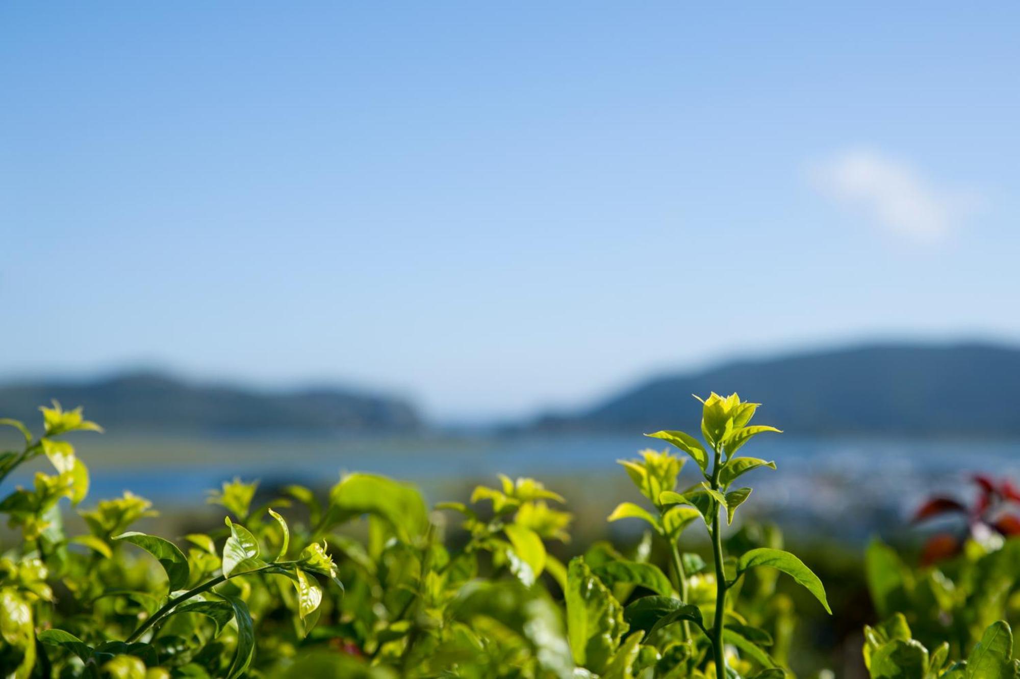 Candlewood Lodge Knysna Ngoại thất bức ảnh
